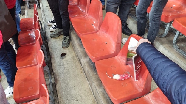 Фанаты «Шарлеруа» забросали болельщиков «Стандарда» мертвыми крысами